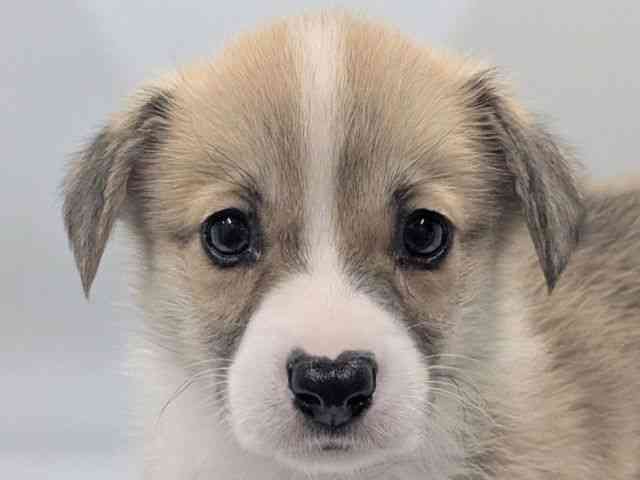 京都府のウェルシュコーギーペンブローク (ひごペットフレンドリー京都店/2026年2月28日生まれ/男の子/レッドホワイト)の子犬の1枚目の画像