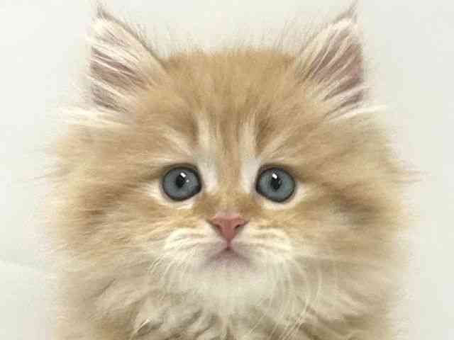 大阪府のラガマフィン (ひごペットフレンドリーアクロスプラザ住之江店/2026年2月28日生まれ/女の子/レッドタビー)の子猫の1枚目の画像