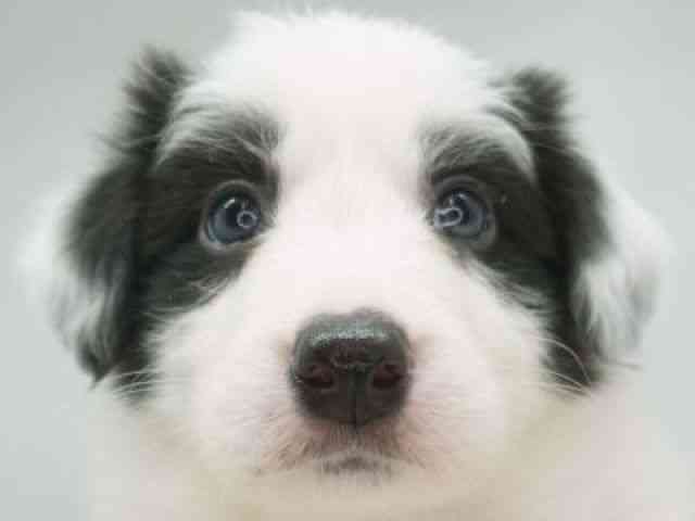 福岡県のボーダーコリー (ひごペットフレンドリーゆめタウン筑紫野店/2026年2月28日生まれ/男の子/ブラックホワイト)の子犬の1枚目の画像