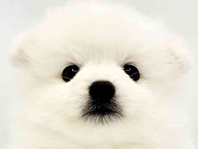 兵庫県の日本スピッツ (ひごペットフレンドリークラウンパーク伊丹店/2026年3月1日生まれ/男の子/ホワイト)の子犬の1枚目の画像