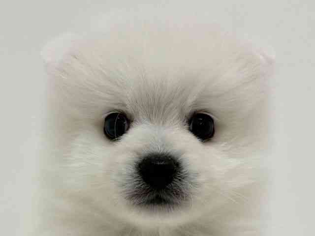 大阪府の日本スピッツ (ひごペットフレンドリーくずはモール店/2026年3月1日生まれ/男の子/ホワイト)の子犬の1枚目の画像