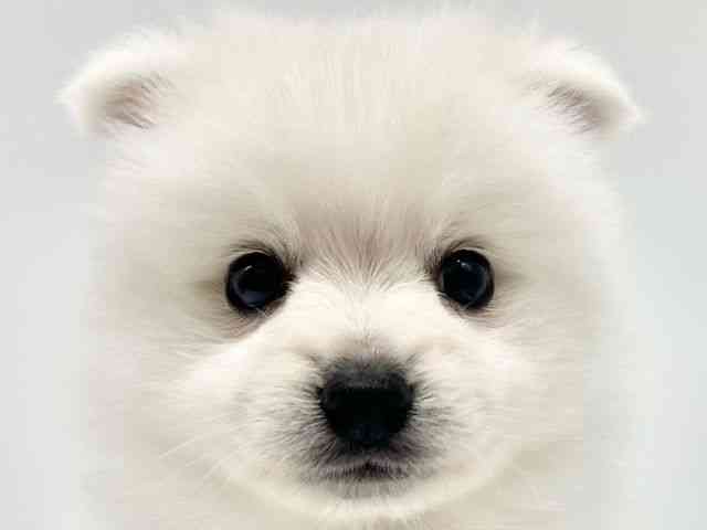 大阪府の日本スピッツ (ひごペットフレンドリーイオンタウン豊中庄内店/2026年2月27日生まれ/女の子/ホワイト)の子犬の1枚目の画像