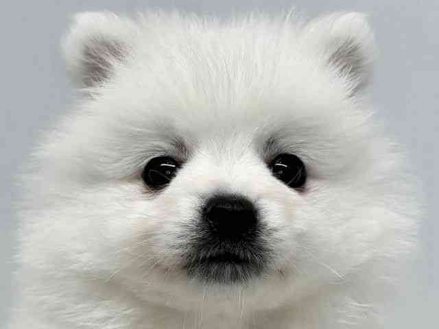 大阪府の日本スピッツ (ひごペットフレンドリーセブンパーク天美店/2026年2月27日生まれ/男の子/ホワイト)の子犬の1枚目の画像