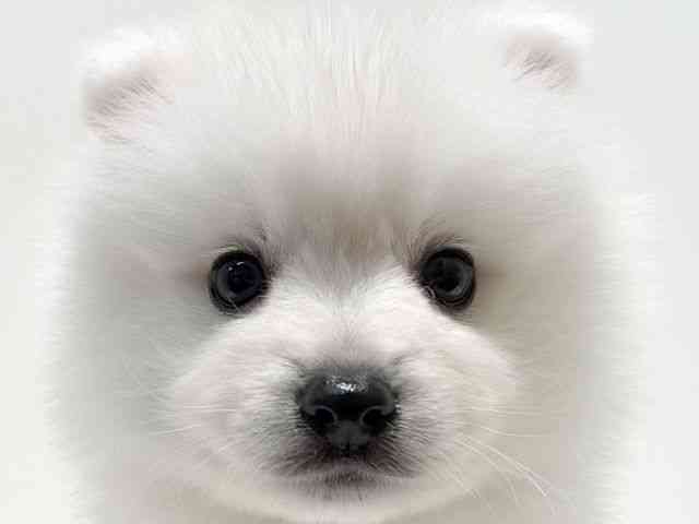 大阪府の日本スピッツ (ひごペットフレンドリーイオン高槻店/2026年2月27日生まれ/男の子/ホワイト)の子犬の1枚目の画像