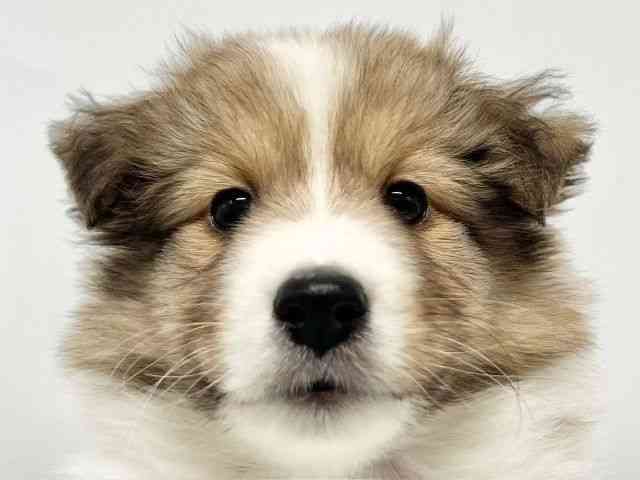 大阪府のシェットランドシープドッグ (ひごペットフレンドリーイオンタウン豊中庄内店/2026年2月20日生まれ/女の子/セーブルホワイト)の子犬の1枚目の画像