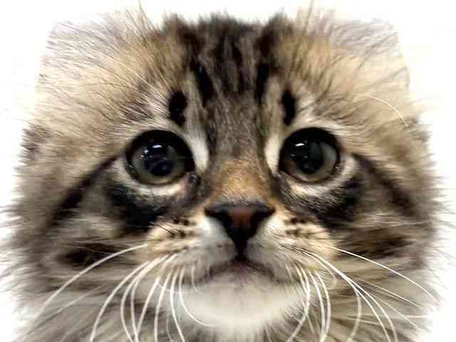 card-img