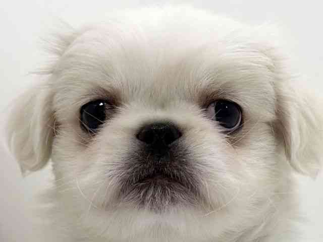 広島県のペキニーズ (ひごペットフレンドリーフジグラン神辺店/2026年2月26日生まれ/男の子/ホワイトクリーム)の子犬