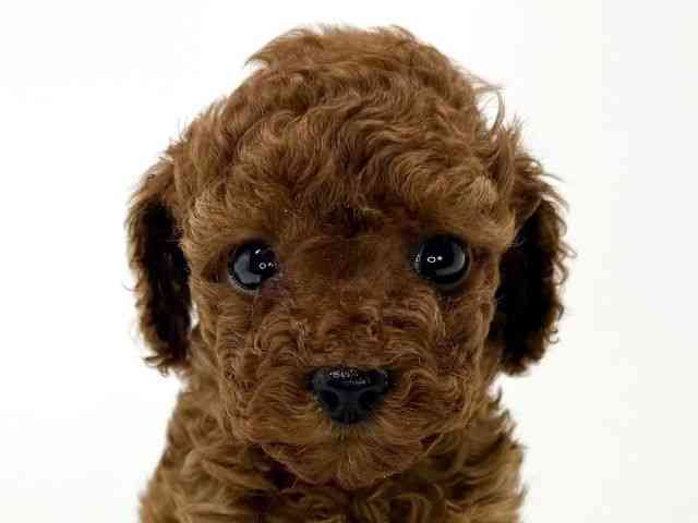 兵庫県のトイプードル(トイ) (ひごペットフレンドリーイトーヨーカドー明石店/2026年2月28日生まれ/女の子/レッド)の子犬