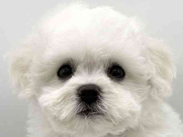 大阪府のビションフリーゼ (ひごペットフレンドリーららぽーとEXPOCITY店/2026年2月28日生まれ/男の子/ホワイト)の子犬の1枚目の画像