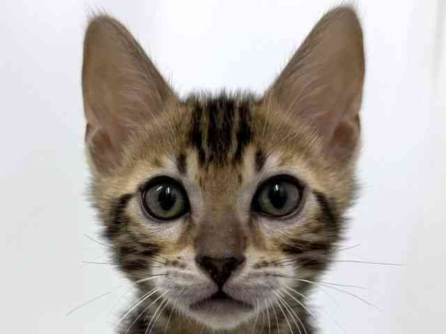 大阪府のベンガル (ひごペットフレンドリーベルファⅡ都島店/2026年2月28日生まれ/男の子/ブラウンスポットタビー)の子猫の1枚目の画像