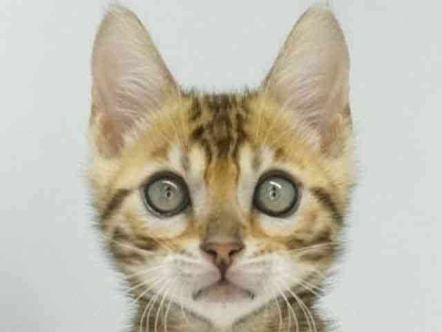 福岡県のベンガル (ひごペットフレンドリーゆめタウン筑紫野店/2026年2月28日生まれ/男の子/ブラウンスポットタビー)の子猫の1枚目の画像