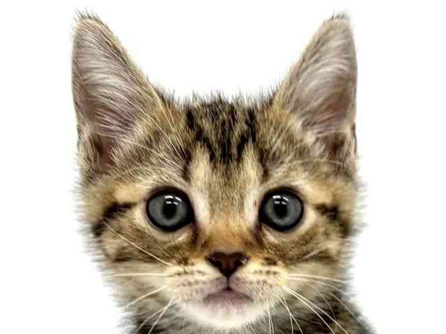 大阪府のアメリカンショートヘアー (ひごペットフレンドリーイオンタウン茨木太田店/2026年2月27日生まれ/男の子/ブラウンタビー)の子猫の1枚目の画像