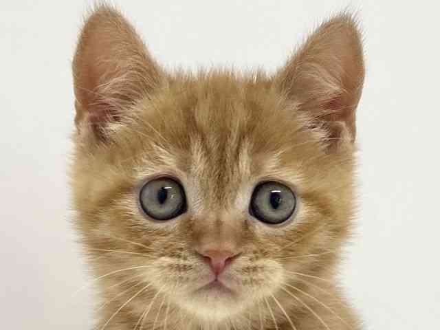 大阪府のスコティッシュフォールド (ひごペットフレンドリーくずはモール店/2026年2月27日生まれ/男の子/レッドタビー)の子猫の1枚目の画像