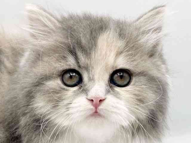 奈良県のサイベリアン (ひごペットフレンドリートナリエ大和高田店/2026年2月8日生まれ/女の子/ダイリュートキャリコ)の子猫の1枚目の画像