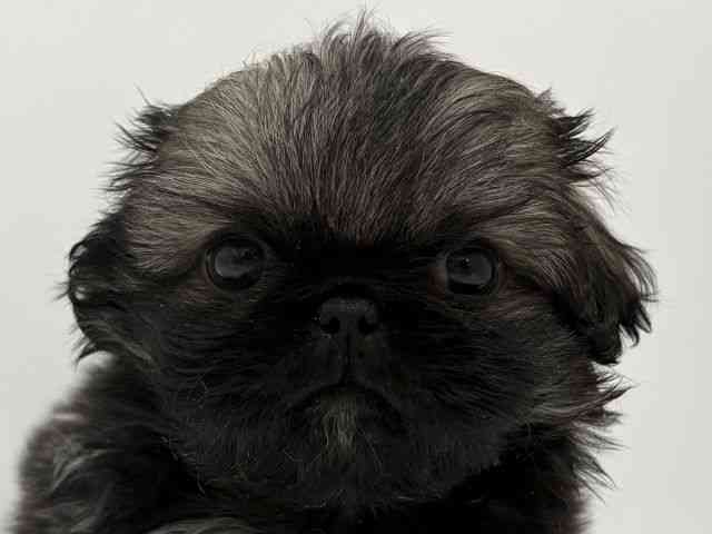 大阪府のペキニーズ (ひごペットフレンドリーくずはモール店/2026年2月28日生まれ/男の子/フォーンホワイト)の子犬の1枚目の画像