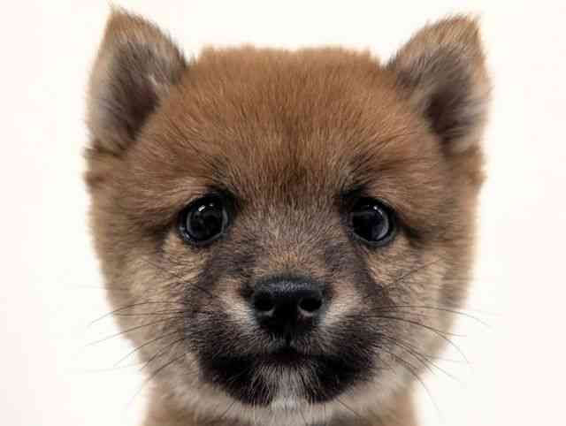 福岡県の柴犬(標準サイズ) (ひごペットフレンドリーリバーウォーク北九州店/2026年2月27日生まれ/男の子/赤)の子犬の1枚目の画像