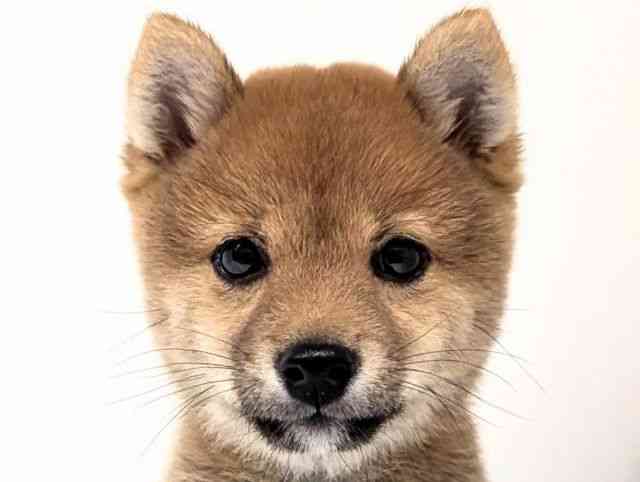 福岡県の柴犬(標準サイズ) (ひごペットフレンドリーリバーウォーク北九州店/2026年2月27日生まれ/男の子/赤)の子犬の1枚目の画像