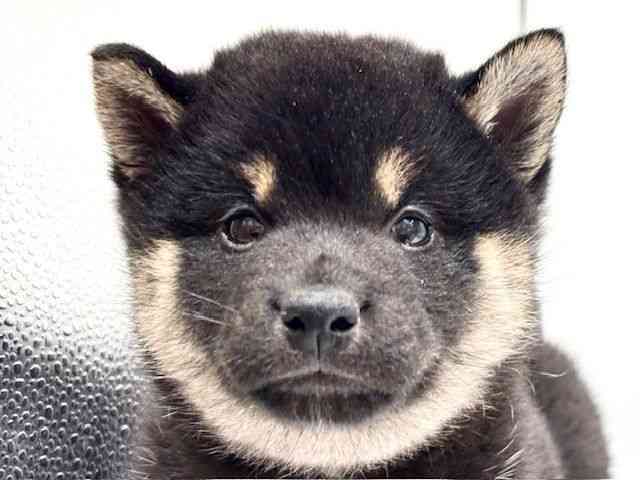 愛知県の柴犬(標準サイズ) (ひごペットフレンドリーヴィアモール アピタ江南西店/2026年2月27日生まれ/男の子/黒)の子犬の1枚目の画像