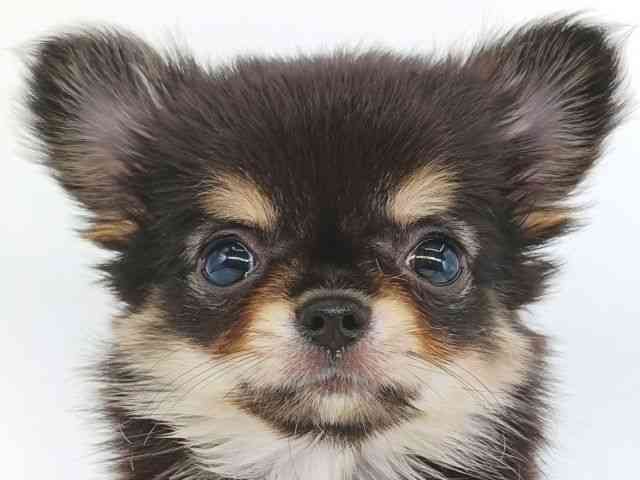 大阪府のチワワ(ロング) (ひごペットフレンドリー泉ヶ丘店/2026年2月27日生まれ/女の子/ブラックタン)の子犬の1枚目の画像