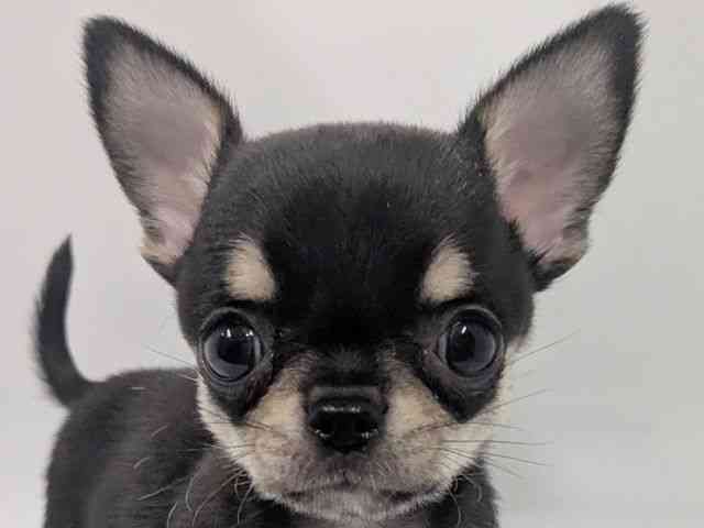 京都府のチワワ(スムース) (ひごペットフレンドリー京都店/2026年3月1日生まれ/男の子/ブラックタンホワイト)の子犬の1枚目の画像