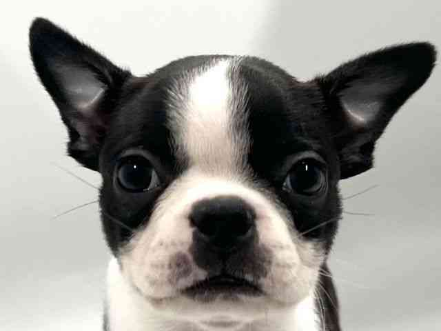 京都府のボストンテリア (ひごペットフレンドリー京都店/2026年2月28日生まれ/女の子/ボストンカラー)の子犬