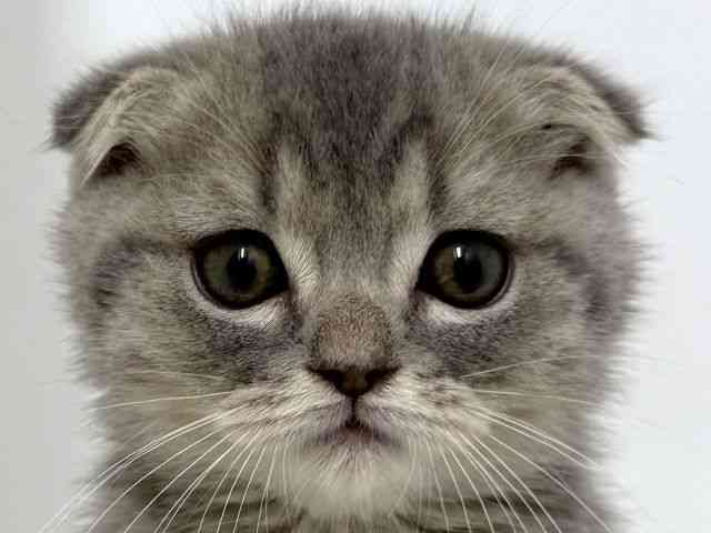 大阪府のスコティッシュフォールド (ひごペットフレンドリーベルファⅡ都島店/2026年2月25日生まれ/男の子/ブルータビー)の子猫の1枚目の画像