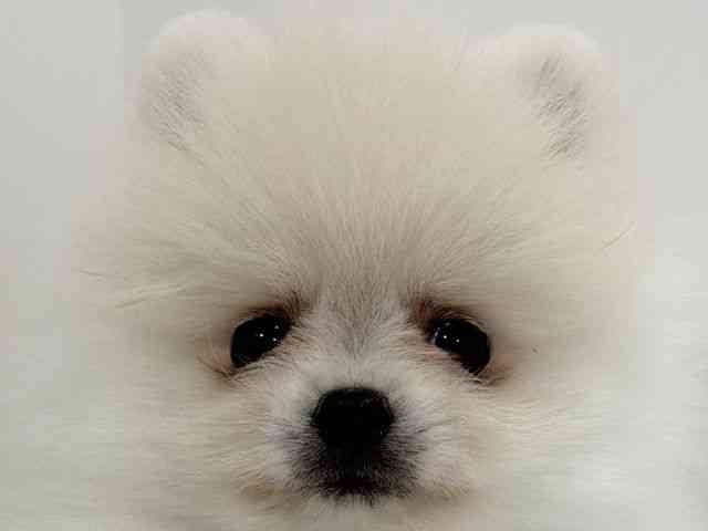 広島県のポメラニアン (ひごペットフレンドリーフジグラン神辺店/2026年2月25日生まれ/男の子/クリーム)の子犬の1枚目の画像