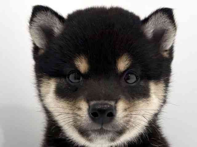 広島県の柴犬(標準サイズ) (ひごペットフレンドリーフジグラン神辺店/2026年2月27日生まれ/男の子/黒)の子犬の1枚目の画像