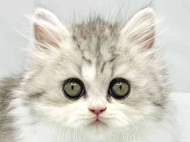 大阪府のエキゾチック (ひごペットフレンドリーイトーヨーカドー津久野店/2026年2月16日生まれ/男の子/シルバータビーホワイト)の子猫の1枚目の画像