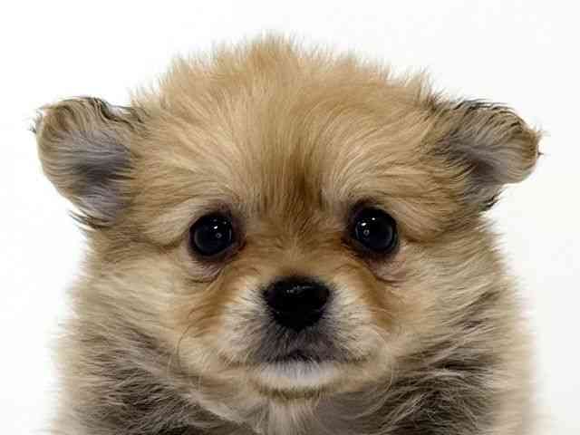 兵庫県のポメチワ/チワポメ/ポメチー(ポメラニアン×チワワ) (ひごペットフレンドリーイトーヨーカドー明石店/2026年3月1日生まれ/男の子/フォーン)の子犬