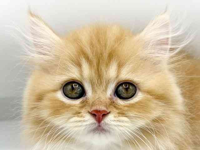 大阪府のミヌエット (ひごペットフレンドリーららぽーとEXPOCITY店/2026年2月15日生まれ/女の子/レッドタビーホワイト)の子猫の1枚目の画像