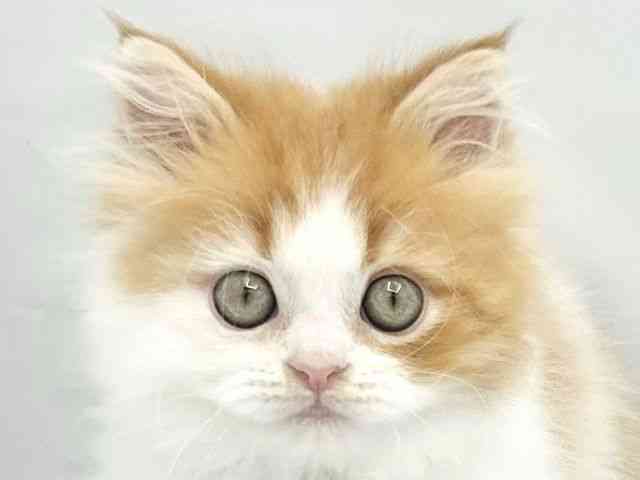 大阪府のスコティッシュフォールド (ひごペットフレンドリーイトーヨーカドー津久野店/2026年2月6日生まれ/男の子/レッドタビーホワイト)の子猫の1枚目の画像