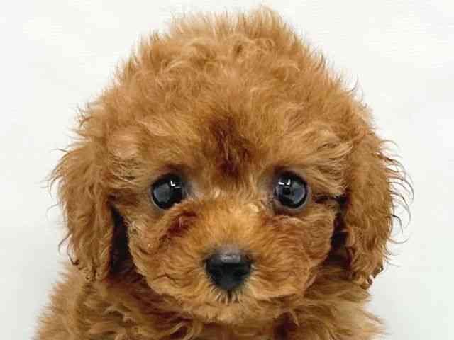 大阪府のトイプードル(トイ) (ひごペットフレンドリーイトーヨーカドー津久野店/2026年2月26日生まれ/男の子/レッドフォーン)の子犬の1枚目の画像