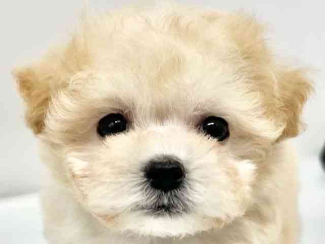 大阪府のマルプー(マルチーズ×プードル) (ひごペットフレンドリーイオンタウン豊中庄内店/2026年2月26日生まれ/女の子/クリーム)の子犬の1枚目の画像