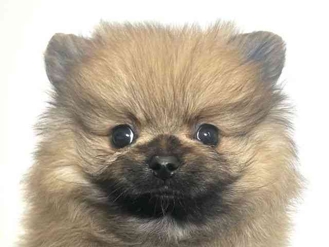 大阪府のポメラニアン (ひごペットフレンドリーアクロスプラザ住之江店/2026年2月22日生まれ/男の子/オレンジ)の子犬の1枚目の画像