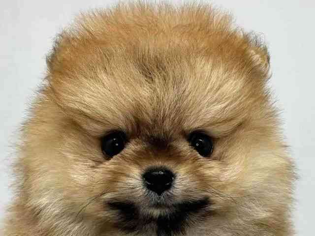 大阪府のポメラニアン (ひごペットフレンドリーセブンパーク天美店/2026年2月26日生まれ/女の子/オレンジ)の子犬の1枚目の画像