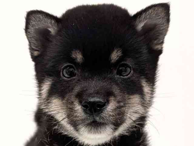 福岡県の柴犬(標準サイズ) (ひごペットフレンドリーリバーウォーク北九州店/2026年2月26日生まれ/男の子/黒)の子犬の1枚目の画像