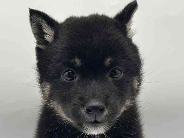 香川県の柴犬(標準サイズ) (ひごペットフレンドリーゆめタウン高松店/2026年2月26日生まれ/女の子/黒)の子犬