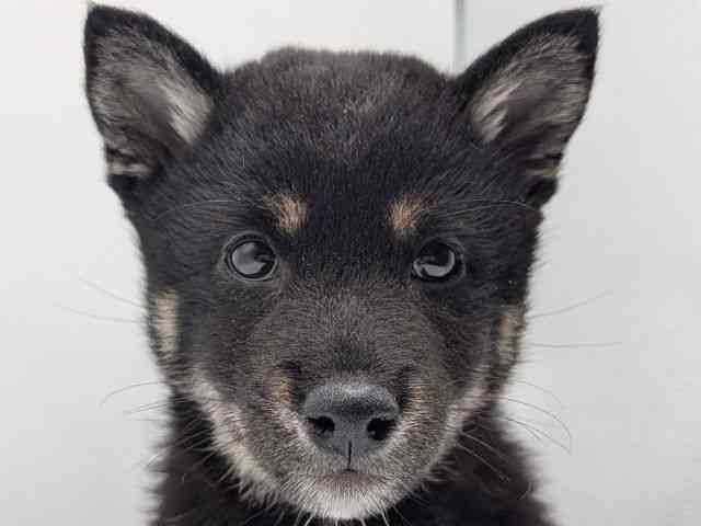 香川県の柴犬(標準サイズ) (ひごペットフレンドリーゆめタウン高松店/2026年2月26日生まれ/女の子/黒)の子犬の1枚目の画像