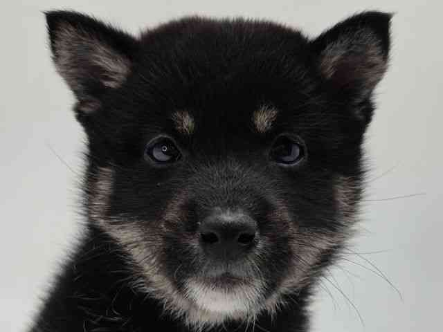 島根県の柴犬(標準サイズ) (ひごペットフレンドリーイオンモール出雲店/2026年2月26日生まれ/女の子/黒)の子犬の1枚目の画像