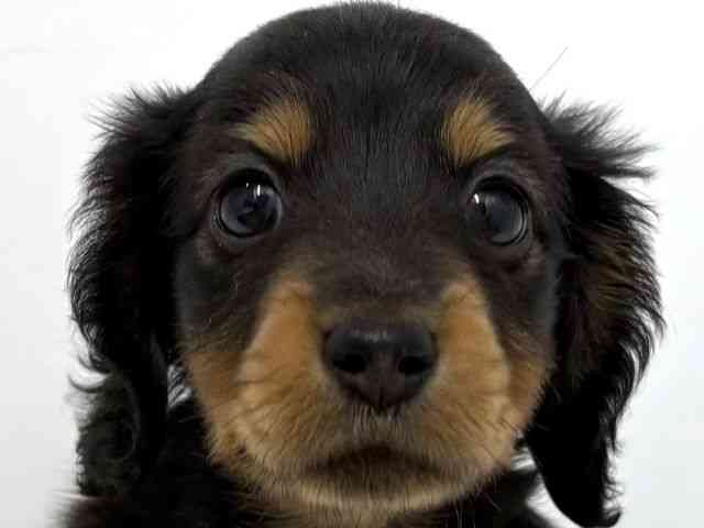 大阪府のミニチュアダックスフンド(ロング) (ひごペットフレンドリーベルファⅡ都島店/2026年2月28日生まれ/男の子/ブラックタン)の子犬の1枚目の画像