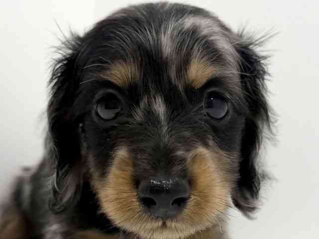 広島県のミニチュアダックスフンド(ロング) (ひごペットフレンドリーフジグラン神辺店/2026年2月28日生まれ/男の子/シルバーダップル)の子犬