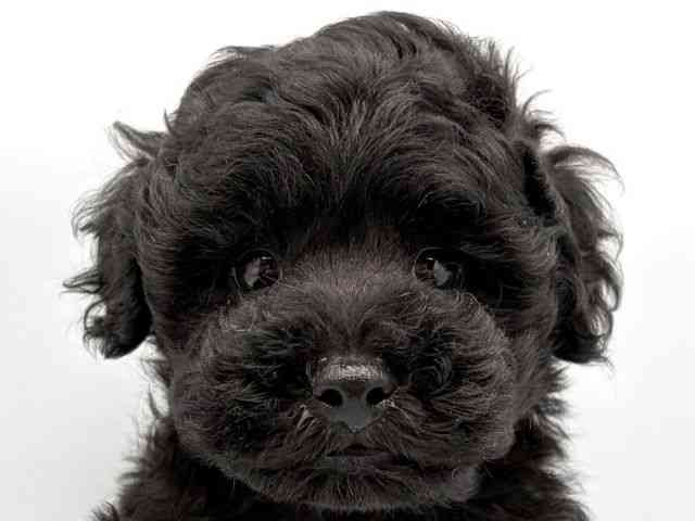 奈良県のトイプードル(トイ) (ひごペットフレンドリー田原本店/2026年2月28日生まれ/男の子/ブラック)の子犬の1枚目の画像