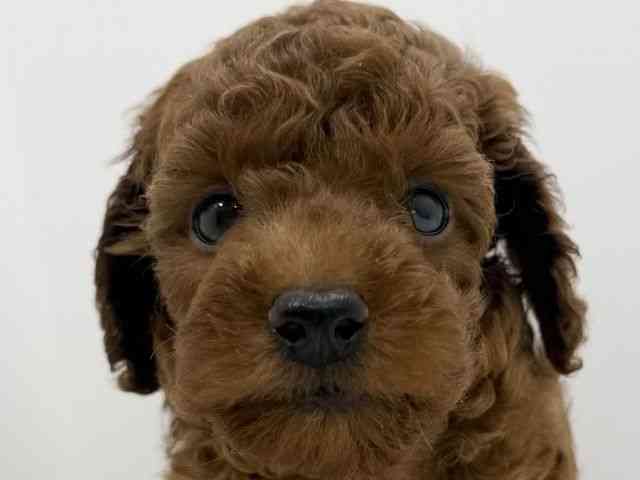 広島県のトイプードル(トイ) (ひごペットフレンドリーフジグラン神辺店/2026年2月28日生まれ/女の子/レッドフォーン)の子犬