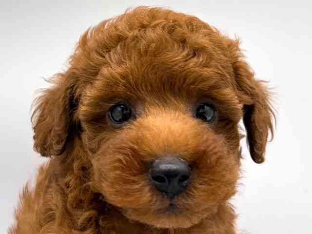 奈良県のトイプードル(トイ) (ひごペットフレンドリー田原本店/2026年2月28日生まれ/男の子/レッドフォーン)の子犬の1枚目の画像