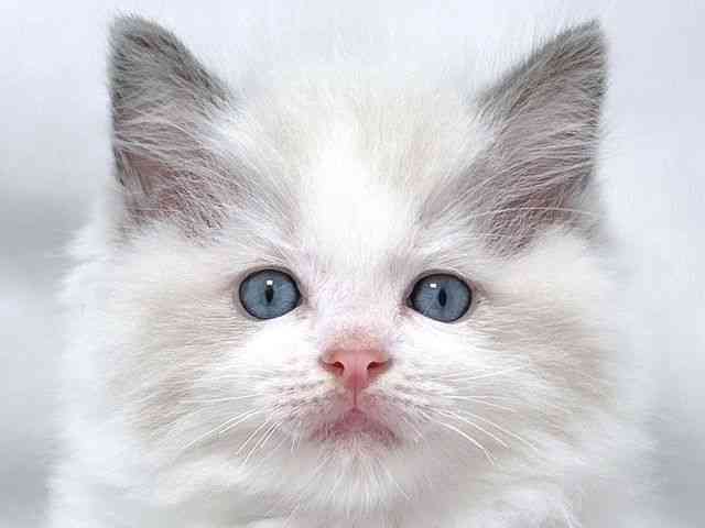 大阪府のラグドール (ひごペットフレンドリー堺プラットプラット店/2026年2月27日生まれ/男の子/ブルーポイントバイカラー)の子猫の1枚目の画像