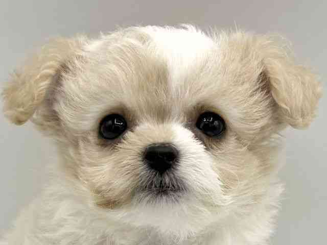 大阪府のチワプー/プーチー(チワワ×プードル) (ひごペットフレンドリーららぽーとEXPOCITY店/2026年2月27日生まれ/女の子/ホワイトレッド)の子犬の1枚目の画像