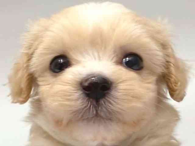 大阪府のハーフ犬・ミックス犬 (ひごペットフレンドリー岸和田店/2026年3月2日生まれ/男の子/クリーム)の子犬の1枚目の画像