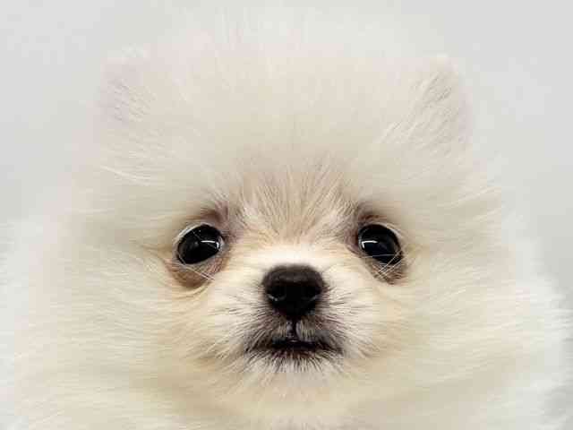 大阪府のポメラニアン (ひごペットフレンドリーイオンタウン豊中庄内店/2026年3月1日生まれ/女の子/ホワイト)の子犬の1枚目の画像