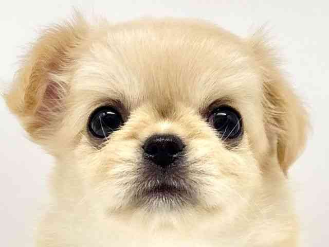 大阪府のチワペキ/ペキチー/ペキチワ(チワワ×ペキニーズ) (ひごペットフレンドリーイオンタウン豊中庄内店/2026年3月1日生まれ/女の子/クリーム)の子犬の1枚目の画像